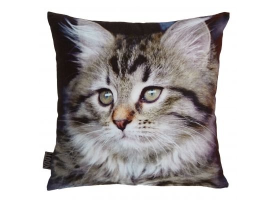 KA Kitten Grey 40x40